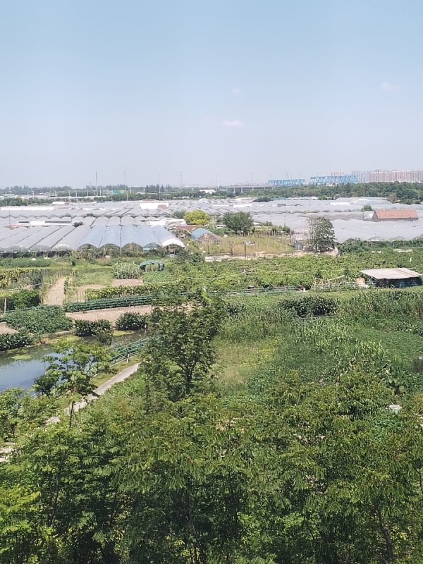 思考资本 异臭烟熏吹来“双重袭扰”，农耕生活与宜居环境如何平衡？